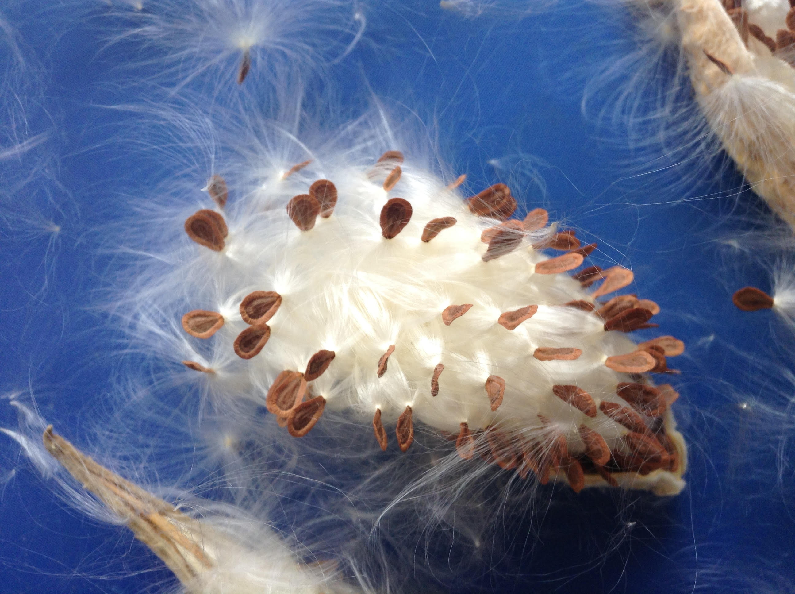 Milkweed